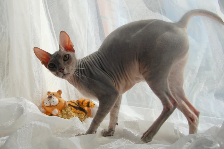 Сфинкс порода кошек Донской