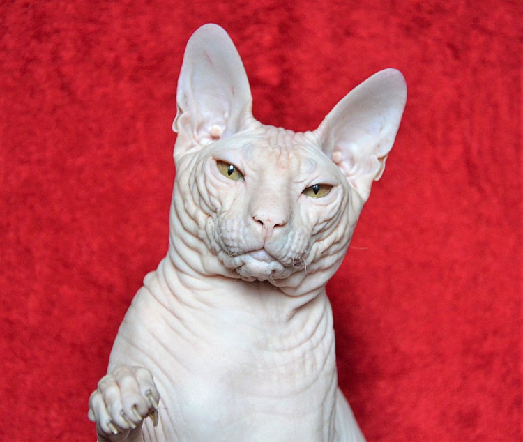 Сибирский сфинкс