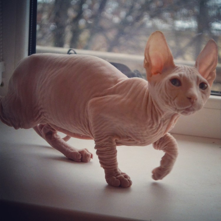 Донской сфинкс серый