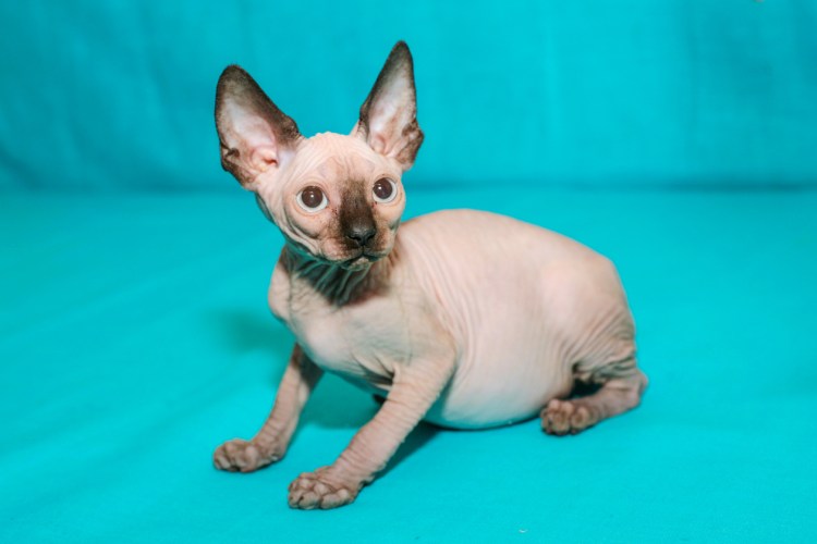 Котята породы Донской сфинкс