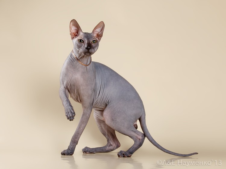 Сфинкс окрас Арлекин