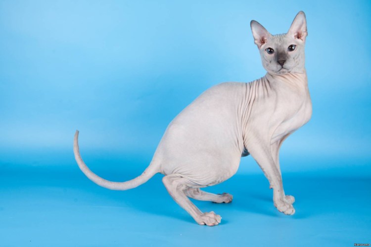 Сфинкс порода кошек Донской