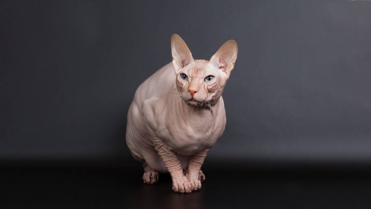 Донской сфинкс белый