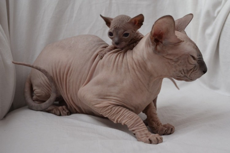 Порода Донской сфинкс