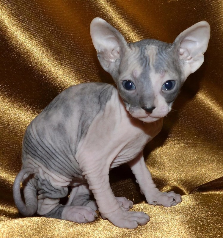 Донской сфинкс рыжий