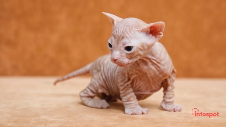 Сфинкс порода кошек Донской