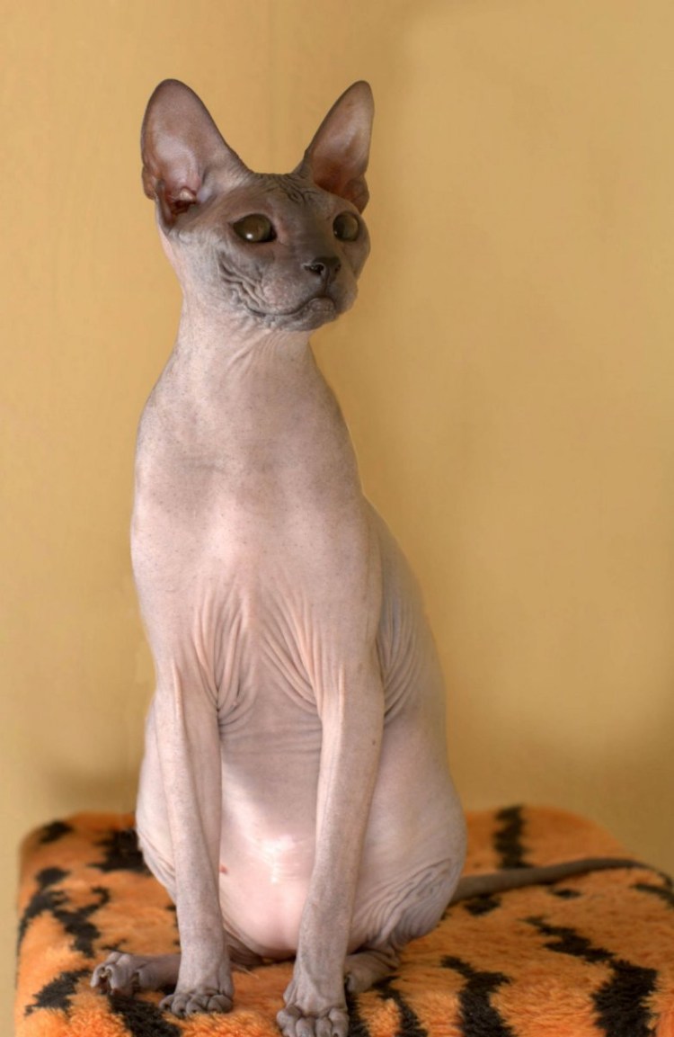Лысая кошка Донской сфинкс