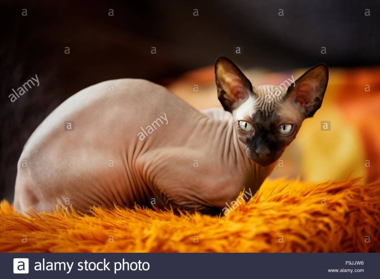 Лысые коты Донской сфинкс