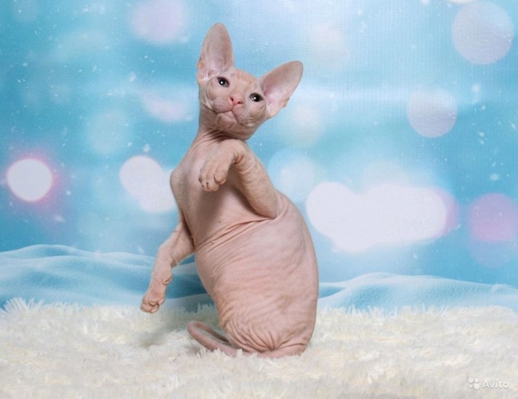 Донской сфинкс белый