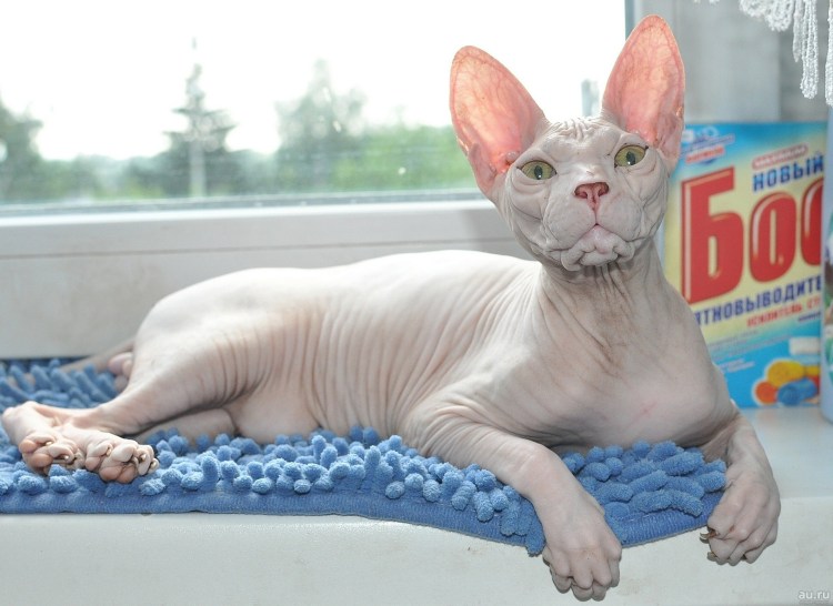 Кошка Донской сфинкс браш