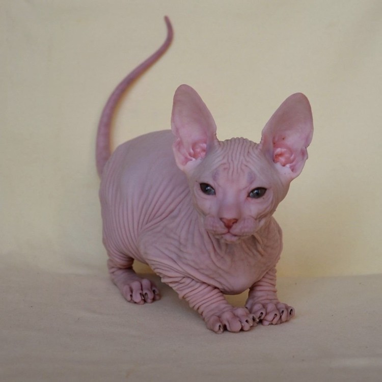 Донской сфинкс кошка