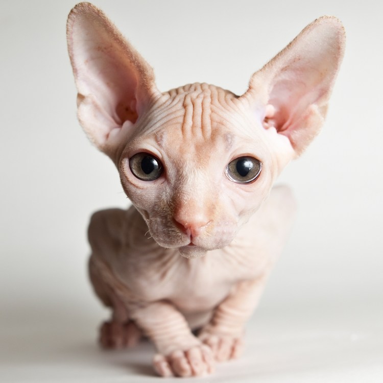 Донской сфинкс флок котята