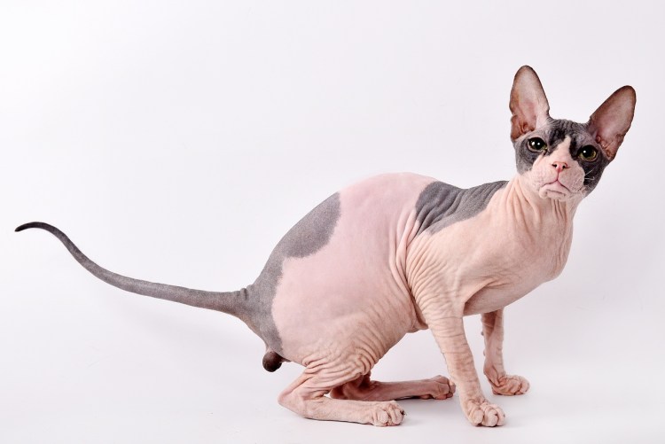 Сфинкс порода кошек Донской
