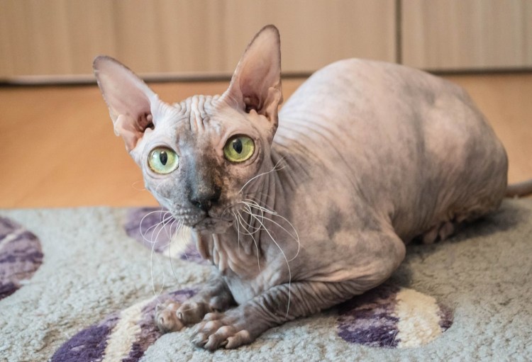 Донской сфинкс короткошерстная