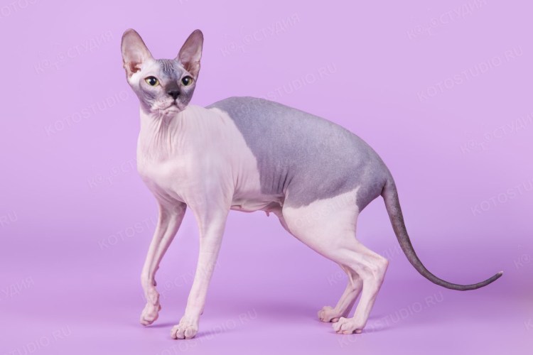 Ласки сфинкса