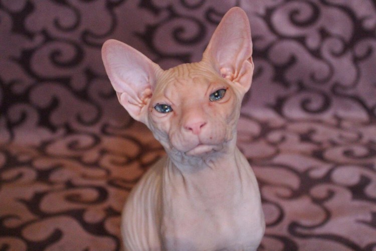 Донской сфинкс кошка