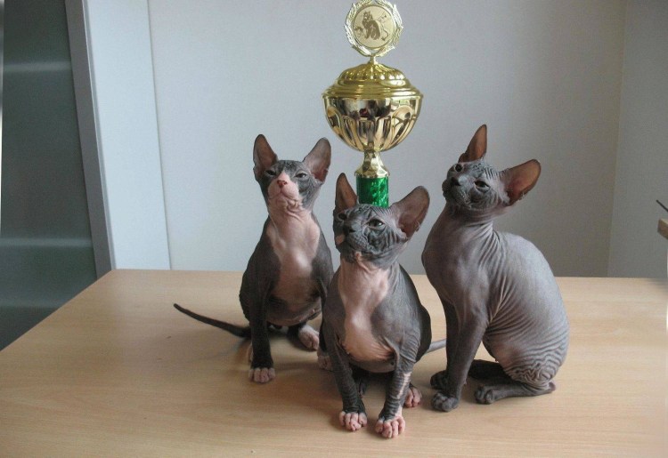 Донской сфинкс браш