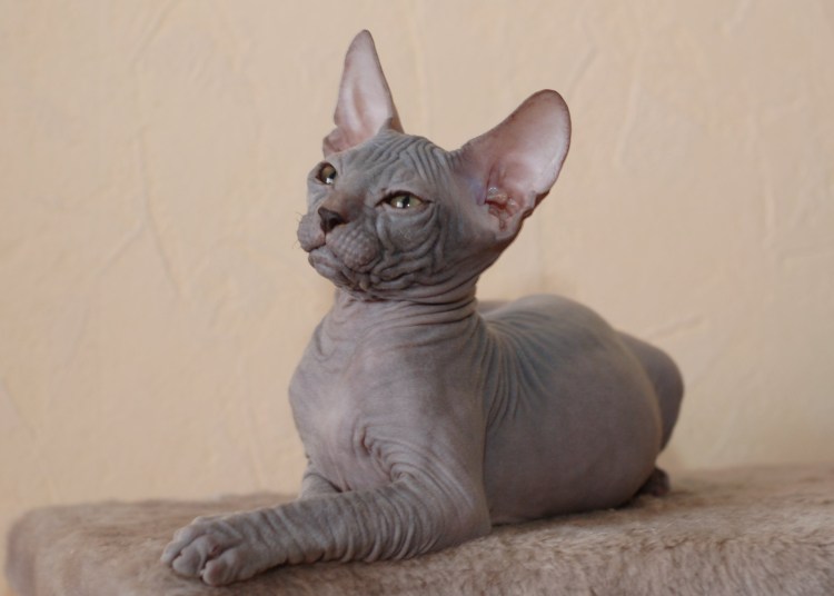 Ласки сфинкса