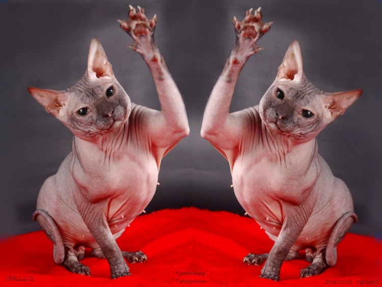 Канадский сфинкс гладкошерстный