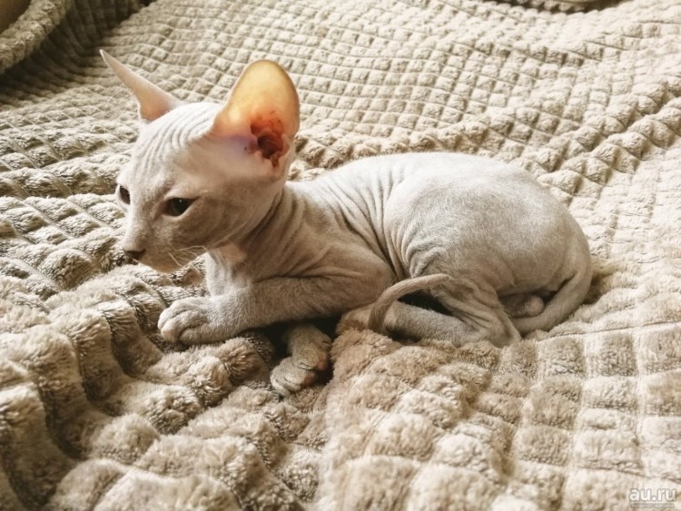Донской сфинкс котята