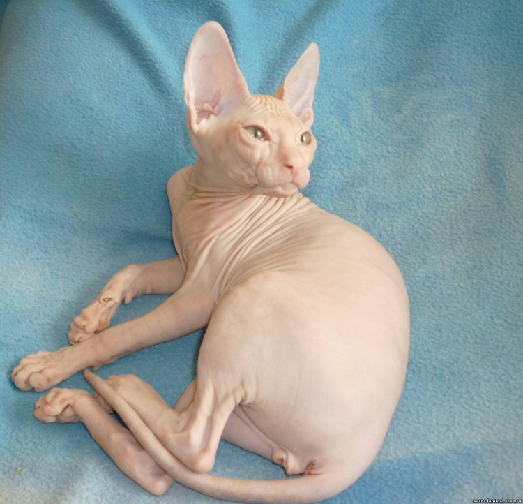 Порода Донской сфинкс флоковый