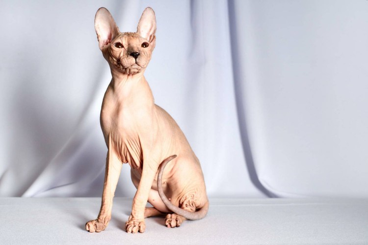 Донская порода кошек