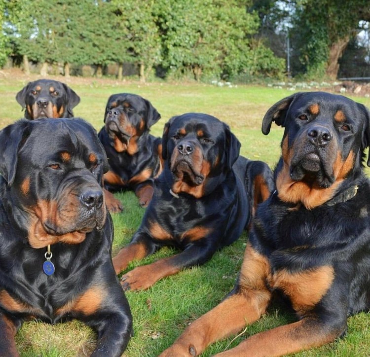 Щенка ротвейлера питомник город Екатеринбург