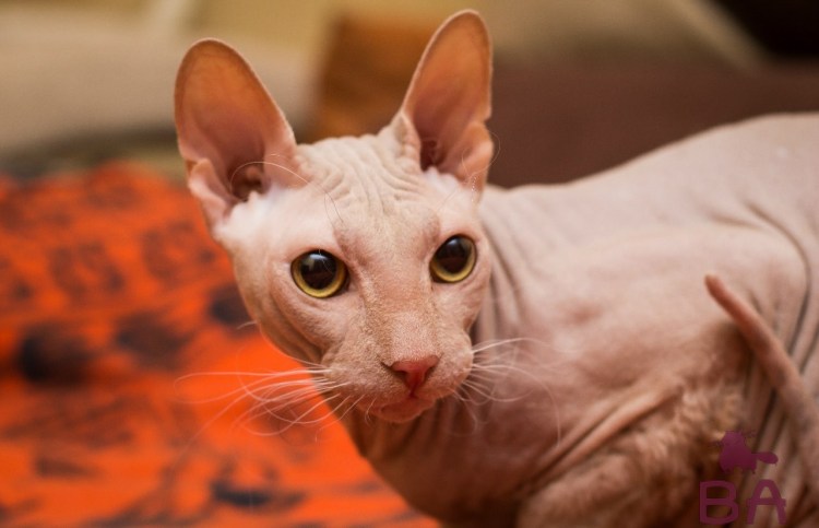 Донской сфинкс Дориан