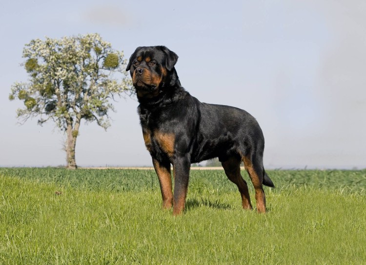 Вес щенка ротвейлера в 2 месяца таблица