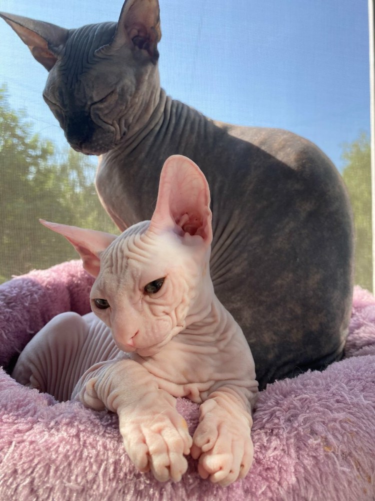 Ласки сфинкса