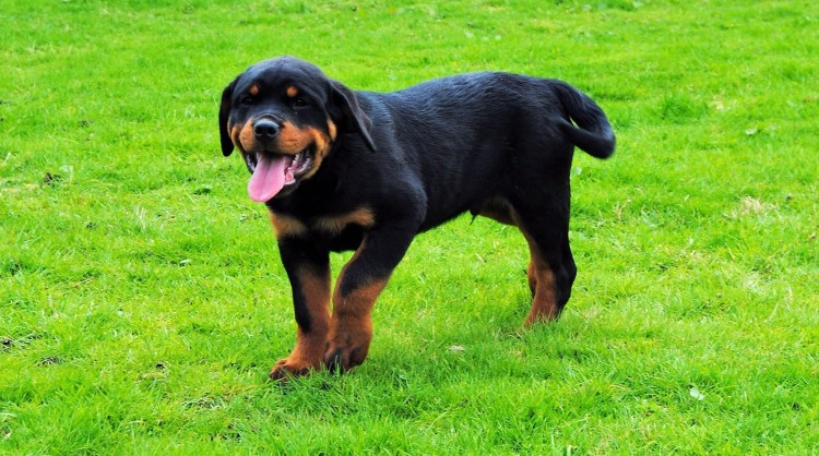 Собака ротвейлер