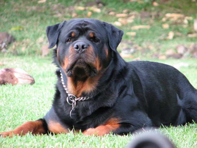 Ротвейлер 3 месяца