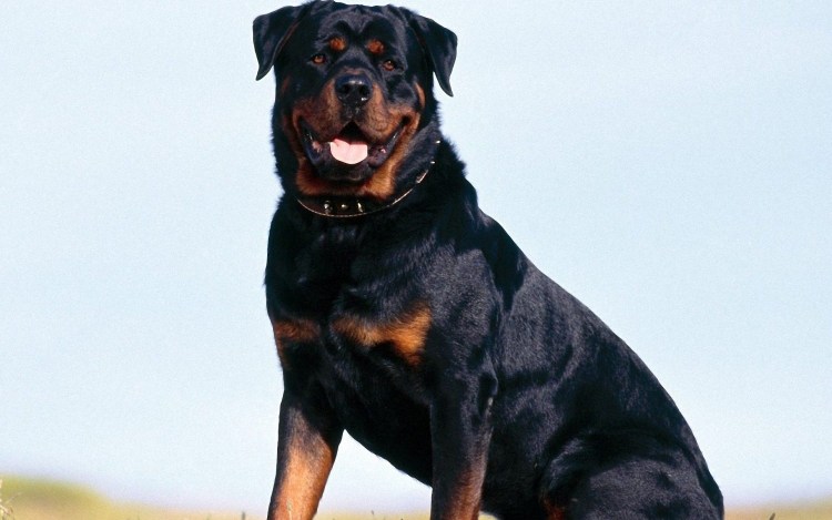 Винсент ротвейлер