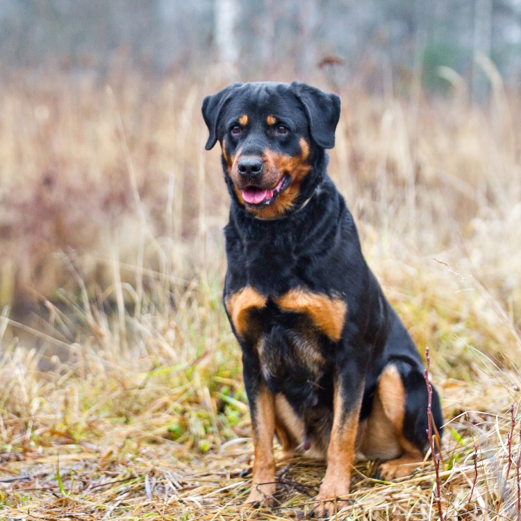 Алмут ротвейлер