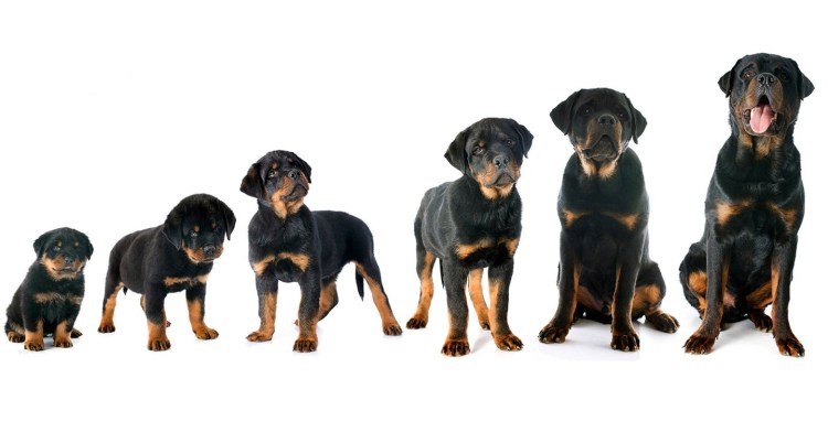 Ротвейлер длинношерстный