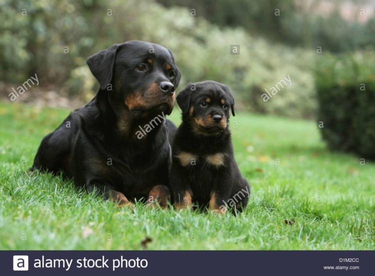 Австрийский ротвейлер