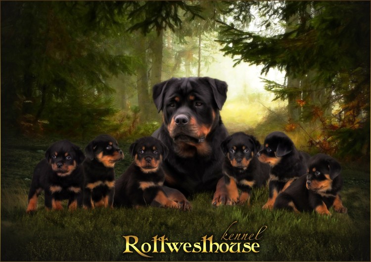 Лабрадор ротвейлер