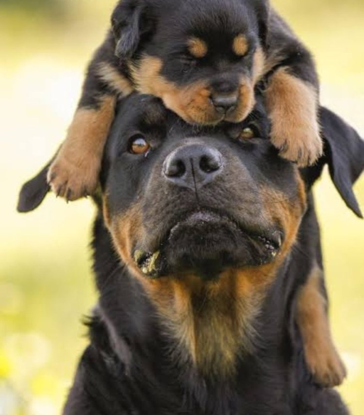 Королевский ротвейлер
