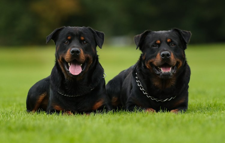 Мини ротвейлер