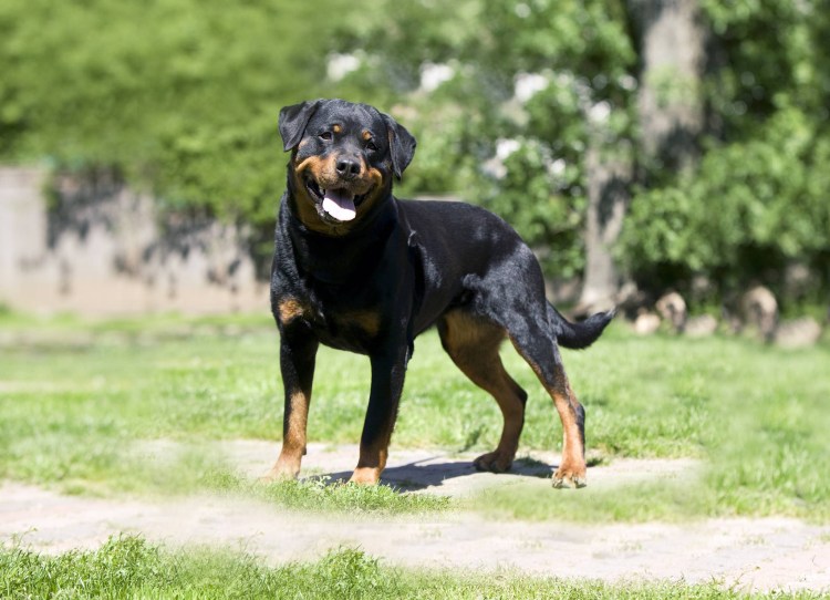 Доберман ротвейлер и овчарка