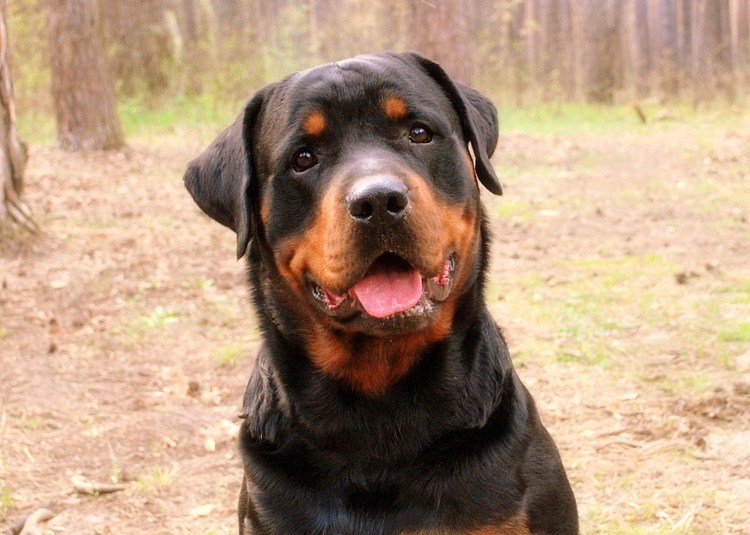 Ротвейлер Бьюдель