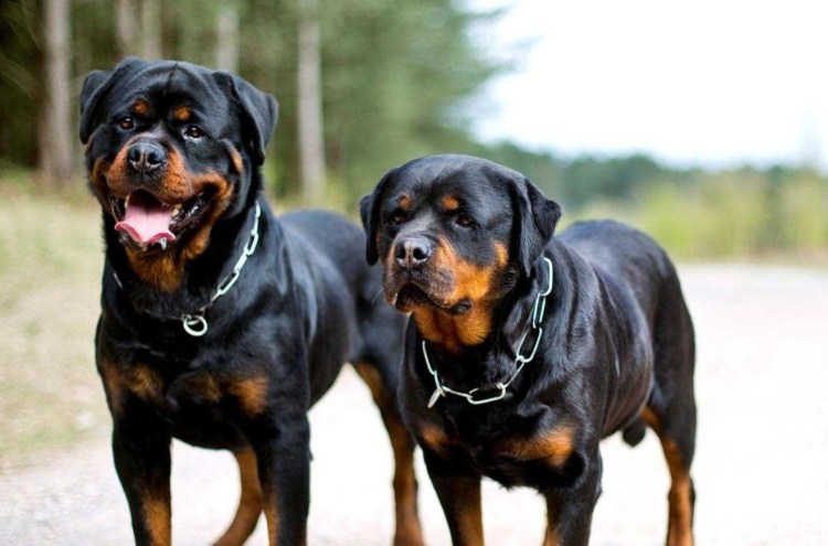 Американский ротвейлер