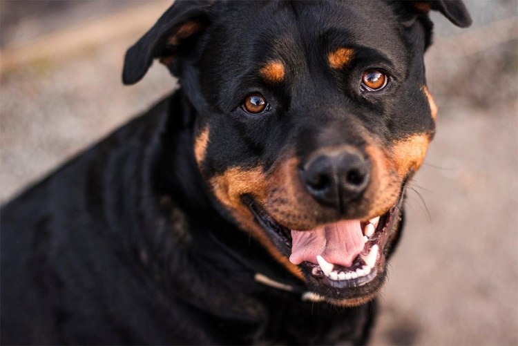 Собака ротвейлер