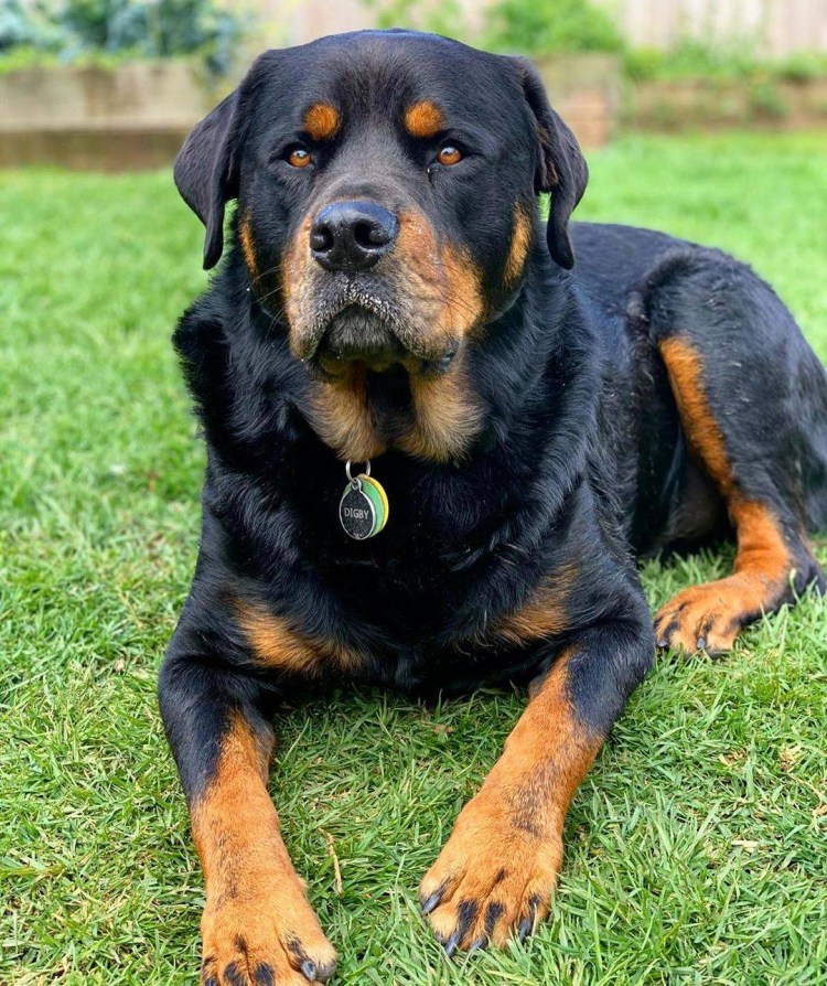 Мини ротвейлер порода