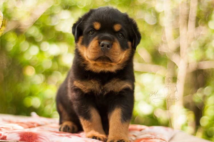 Ротвейлер черный 80 кг