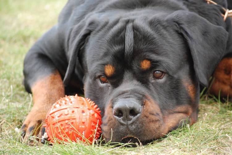 Золотистый ротвейлер