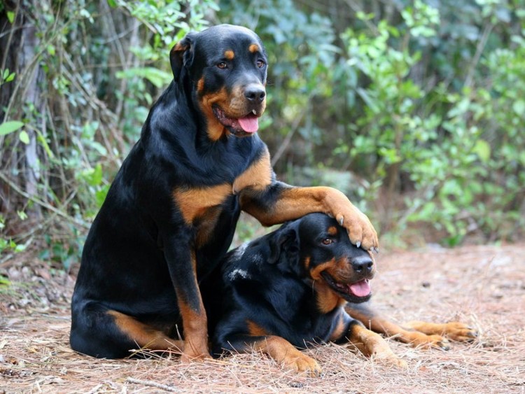 Royal Canin' professional Rottweiler ротвейлер - mois