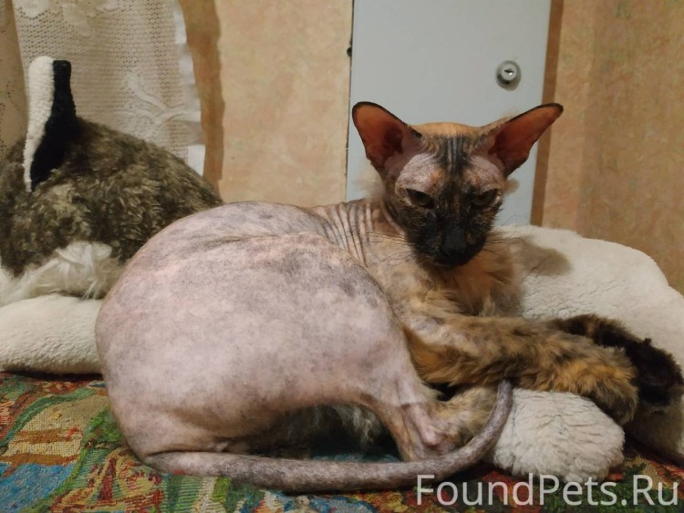 Метис Корниш рекс и сфинкс