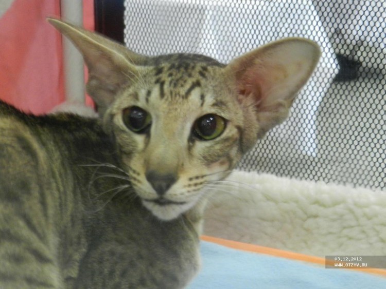 Донской сфинкс и канадский сфинкс скрещивание