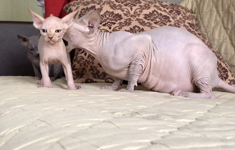 Донской сфинкс метис